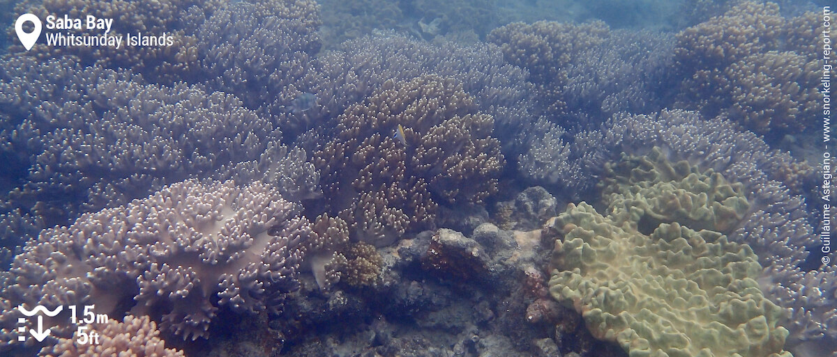 Soft coral reef at Saba Bay