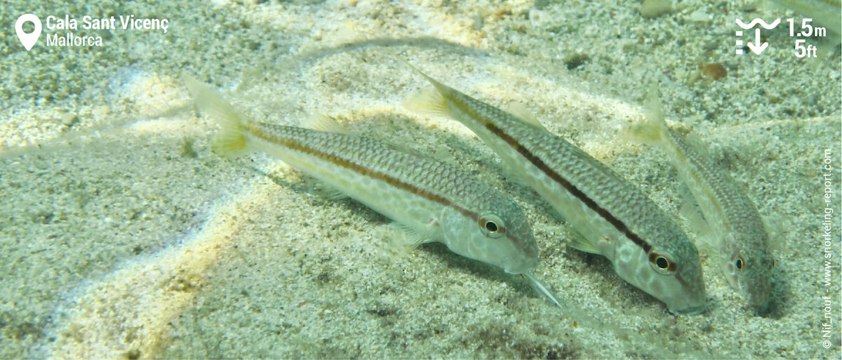 Group of striped red mullet at Cala Sant Vicenç