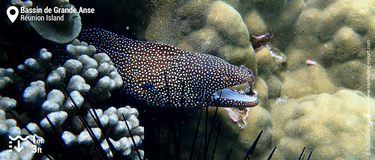 Turkey moray in Grande Anse pool