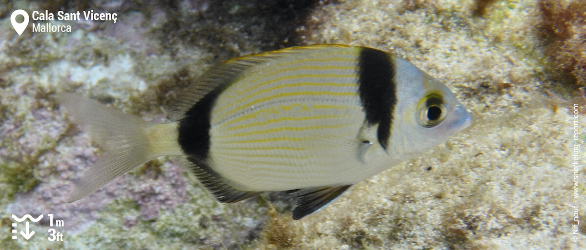 Two-banded seabream at Cala Sant Vicenç