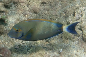 Acanthurus dussumieri