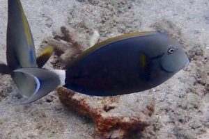 Acanthurus nigricauda