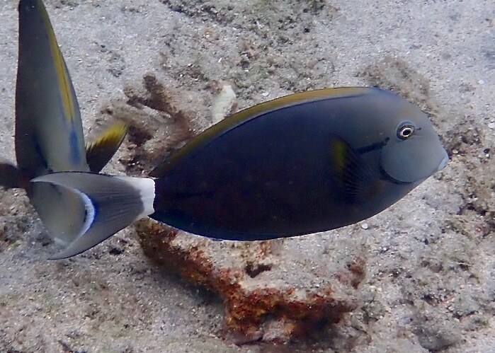 Acanthurus nigricauda