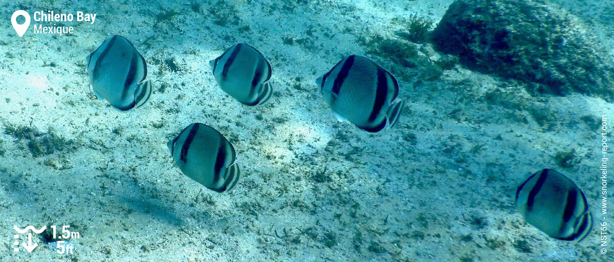 Banc de poissons-papillons à trois bandes