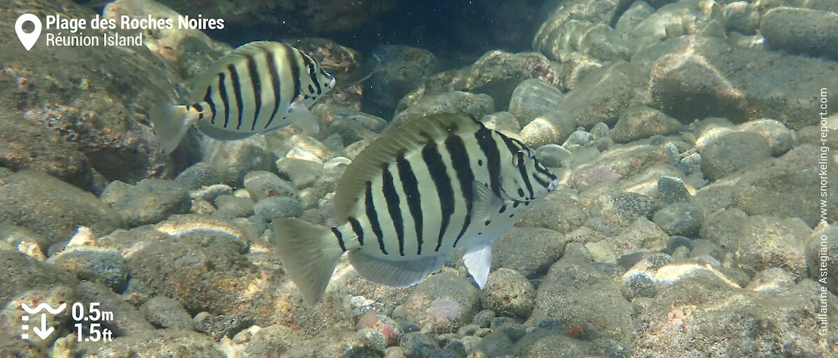 Black-barred surgeonfish