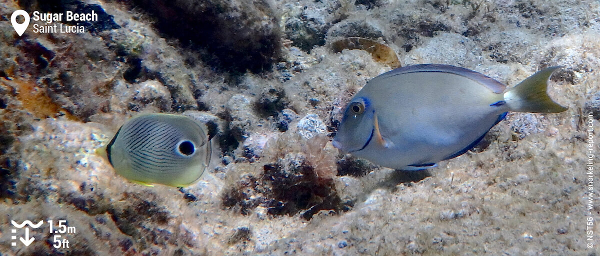 Ocean surgeonfish and foureye butterflyfish