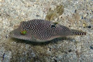 Canthigaster solandri