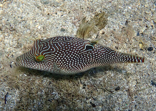 Canthigaster solandri