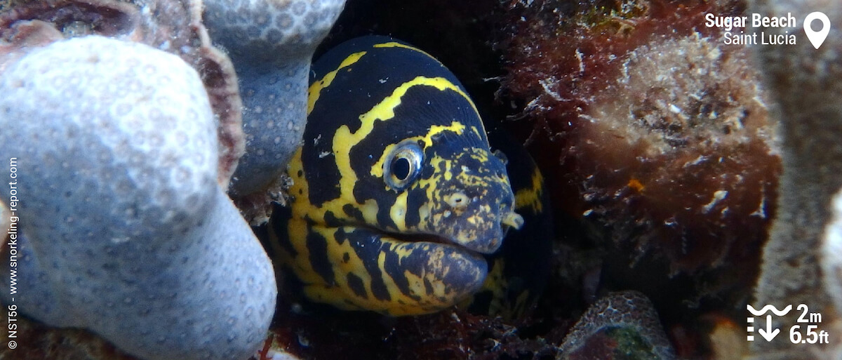 Chain moray in Sugar Beach, St Lucia