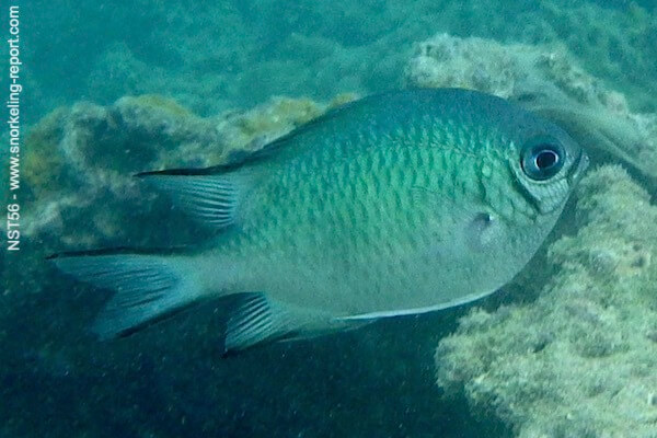 Chromis opercularis