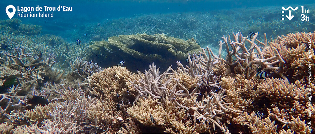 Corals in Trou d'Eau lagoon