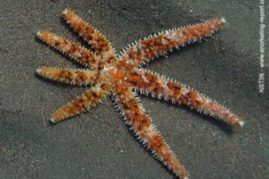 Coscinasterias tenuispina