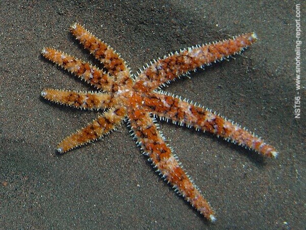 Coscinasterias tenuispina