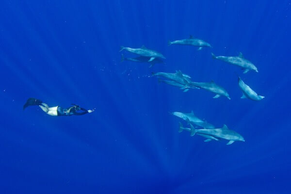 Dolphins in Reunion Island