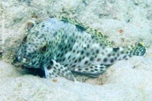 Epinephelus adscensionis