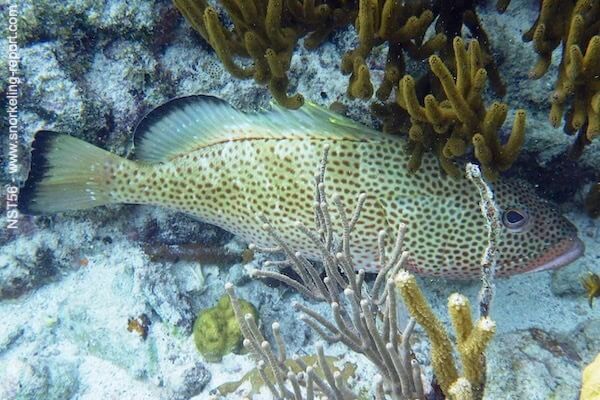 Epinephelus guttatus