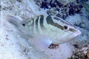 Epinephelus striatus