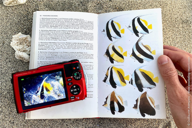 Fish ID book on the beach