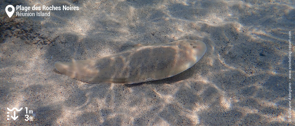 Sole flatfish at Roches Noires