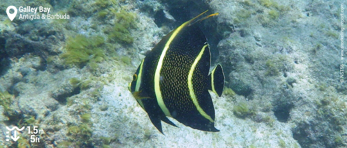 French angelfish in Galley Bay