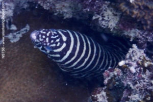 Gymnomuraena zebra