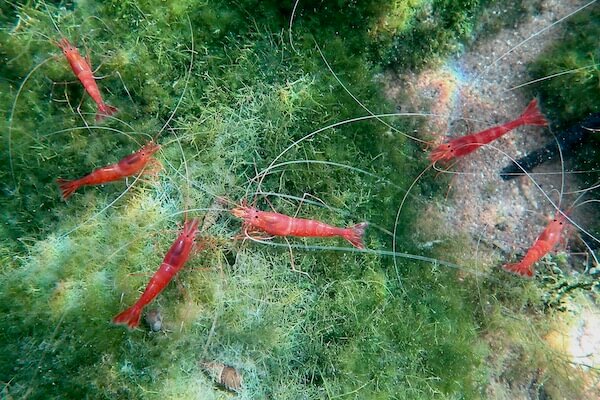 Shrimp in Indonesian lake