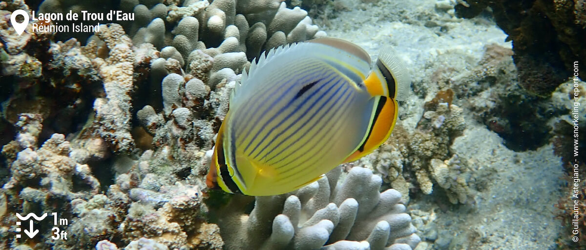 Melon butterflyfish