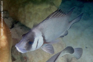 Plectorhinchus gibbosus