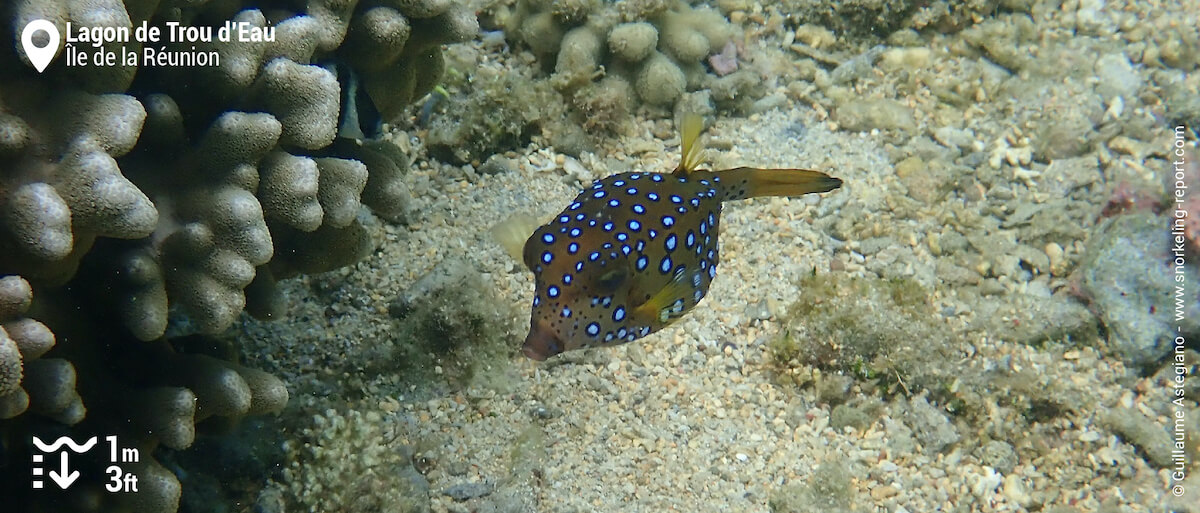 Poisson-coffre jaune à Trou d'Eau