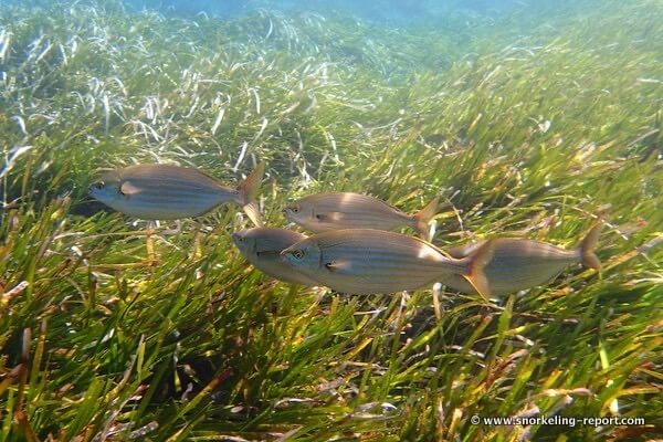 Posidonia meadows Mediterranean