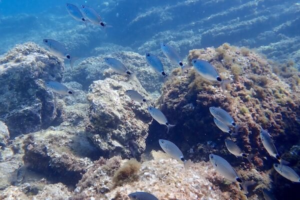 Rocky seabed Mediterranean