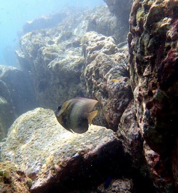 Rocky seabed Costa Rica