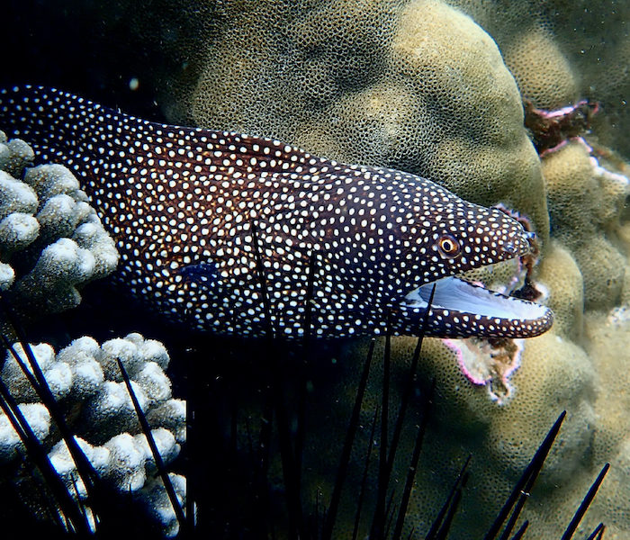 Bassin de Grande Anse