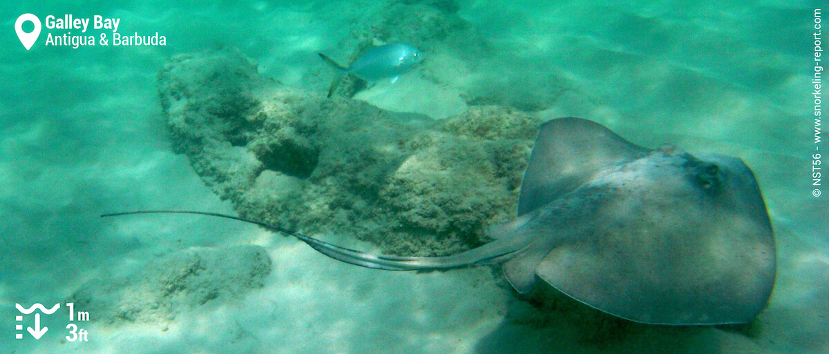 Stingray in Galley Bay