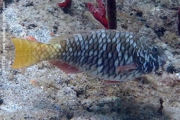 Sparisoma rubripinne