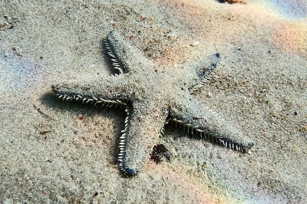 Starfish in sand in Corsica