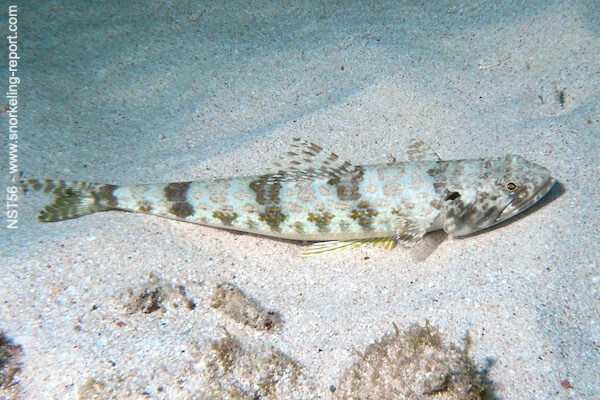 fish