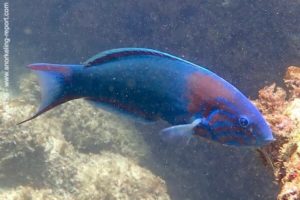 Thalassoma grammaticum