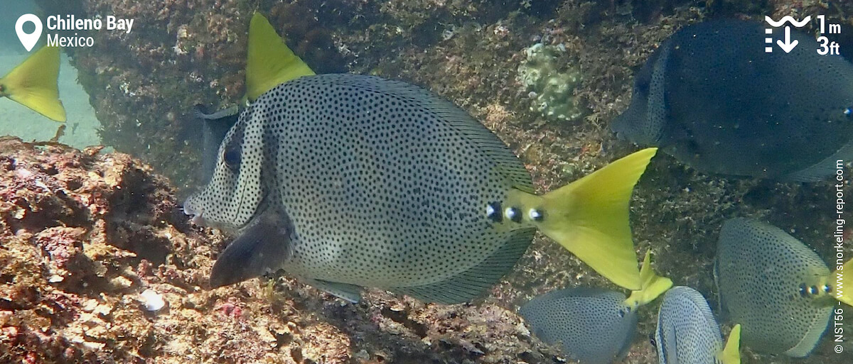 School of yellowtail surgeon