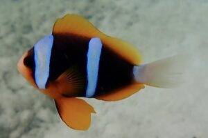 Amphiprion allardi