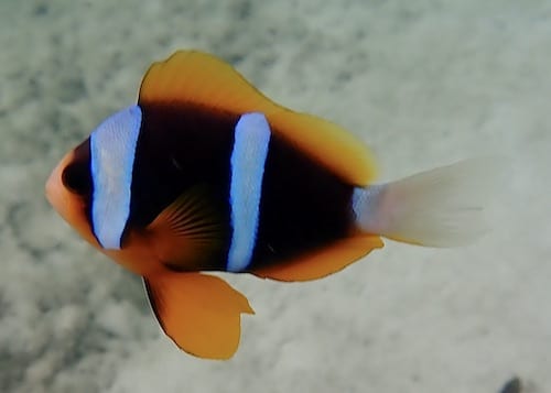 Amphiprion allardi