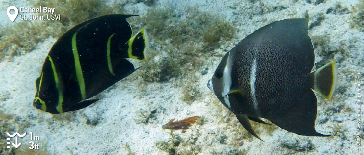 French and gray angelfish at Caneel Bay
