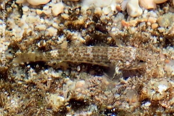 Barbulifer pantherinus