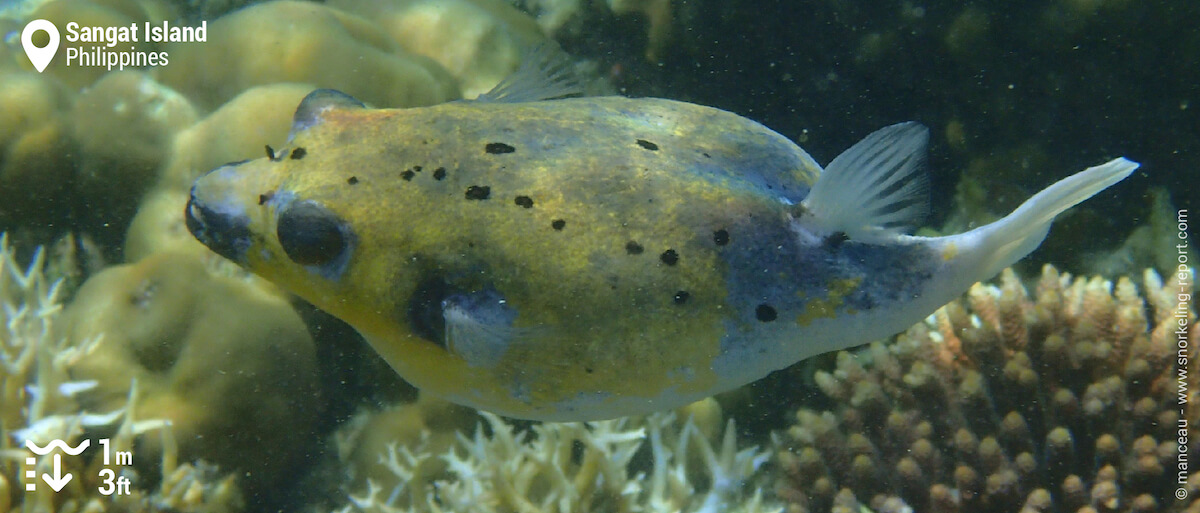 Blackspotted puffer in Sangat Island