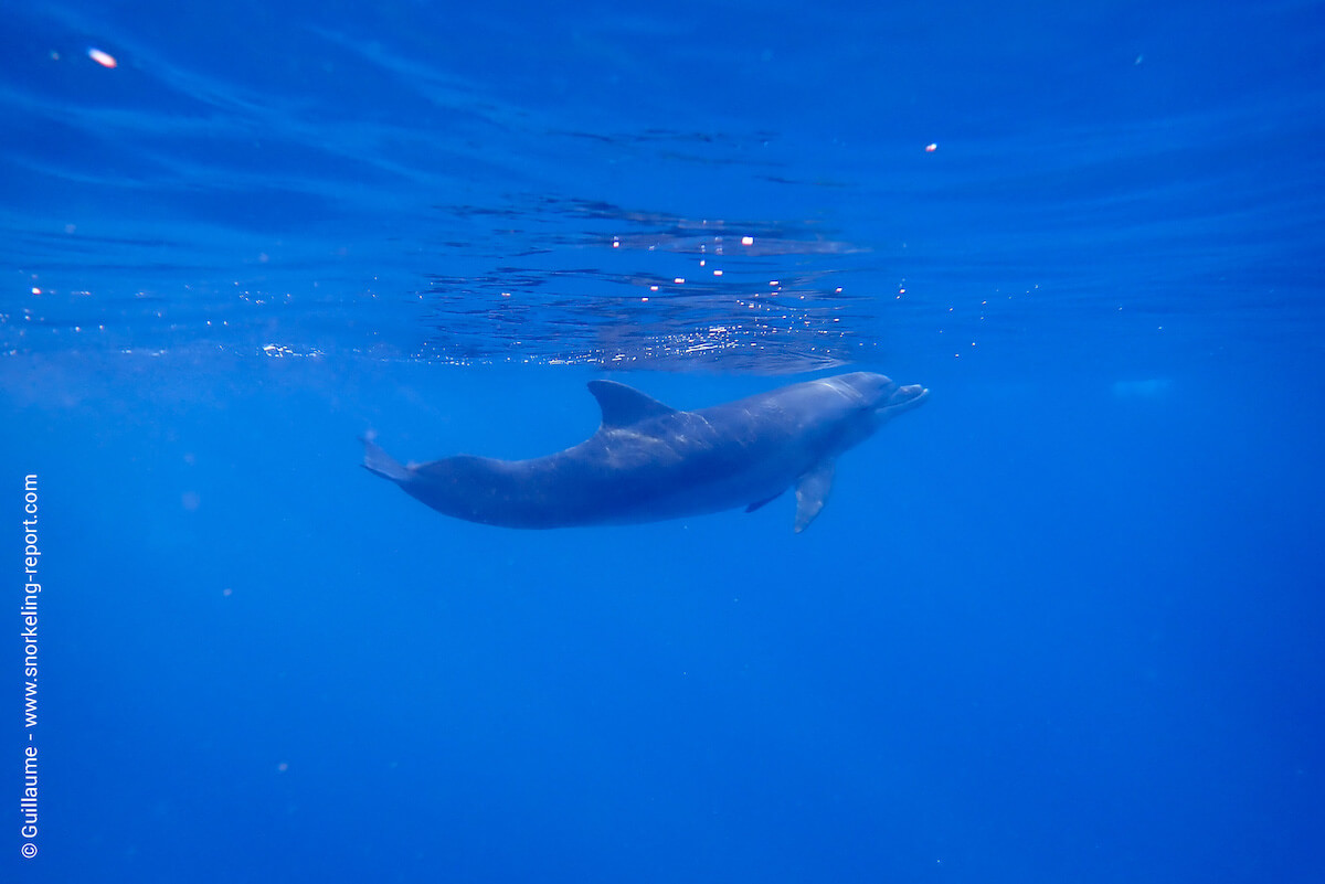 Bottlenose dolphin at EAPC Beach, Eilat