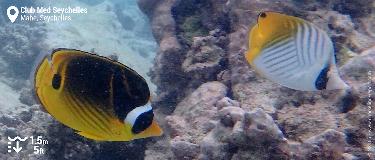 Butterflyfish at Club Med Seychelles