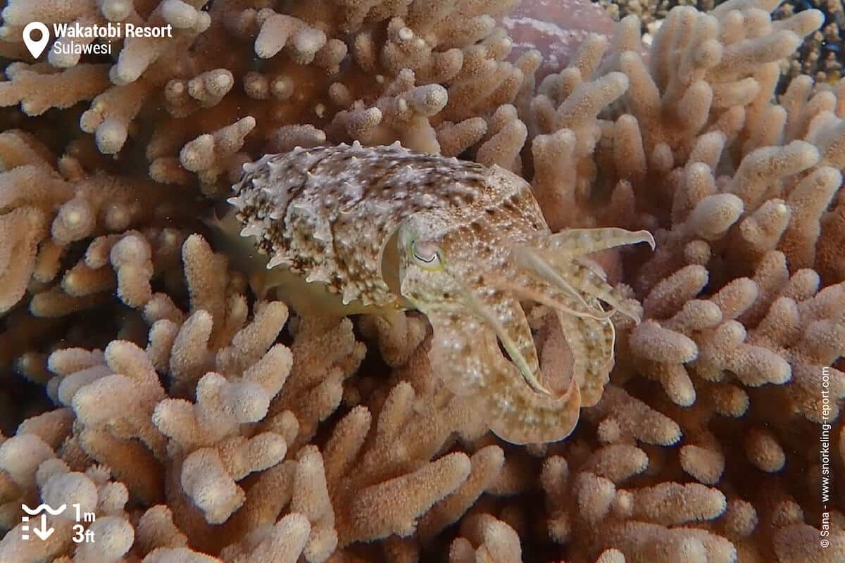 Cuttlefish at Wakatobi Resort