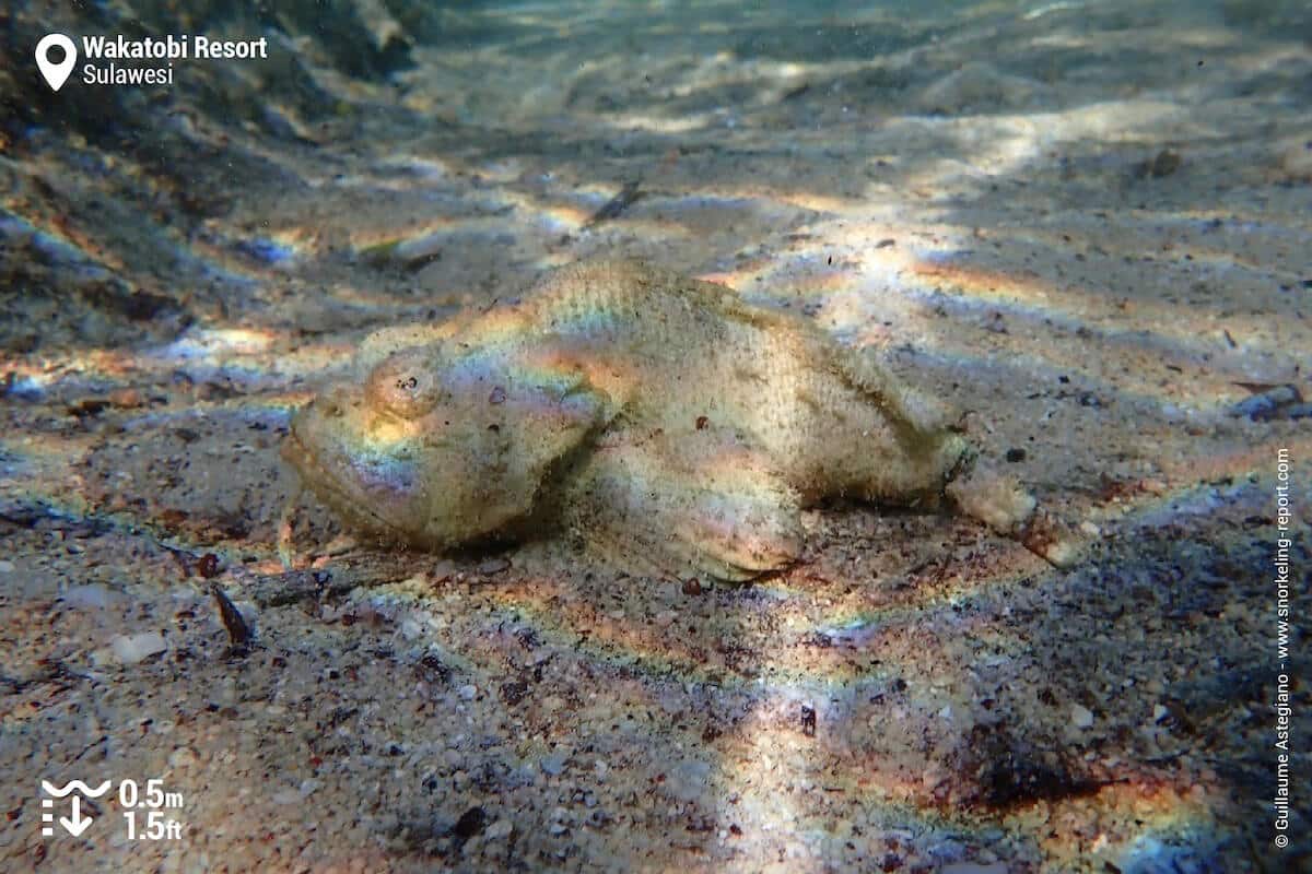 Flasher scorpionfish Wakatobi