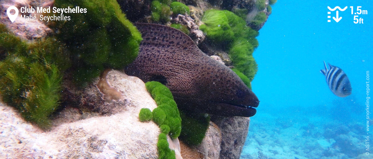 Giant moray