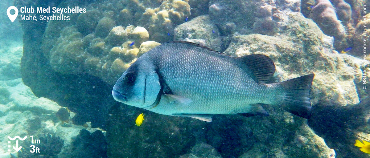 Giant sweetlips in Seychelles